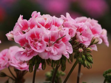 Bir yaz bahçesinde çiçekler