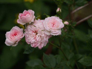 Bir yaz bahçesinde çiçekler