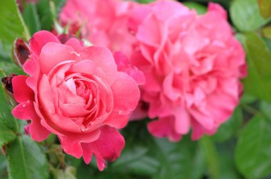 Alman bahçesinde güller