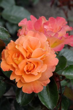 Alman bahçesinde güller