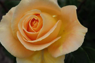 Alman bahçesinde güller