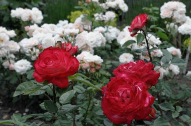 Alman bahçesinde güller