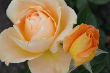 Alman bahçesinde güller