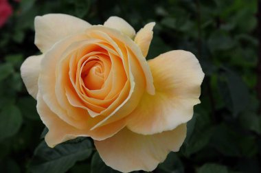 Alman bahçesinde güller