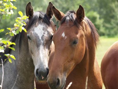 horses in the german munsterland clipart