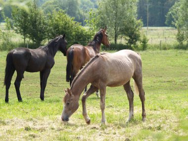 Alman Munsterland 'inde atlar