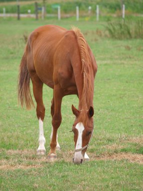Westphalia 'da çayırdaki atlar