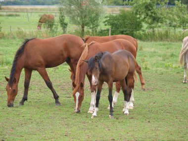 Westphalia 'da çayırdaki atlar