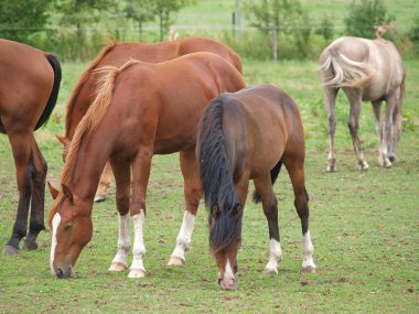 Westphalia 'da çayırdaki atlar