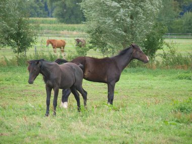 Westphalia 'da çayırdaki atlar