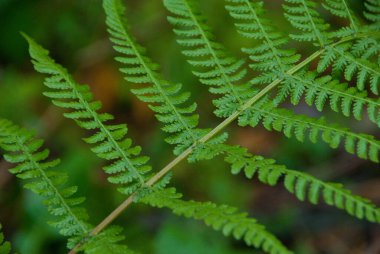 Alman ormanlarında sonbahar zamanı