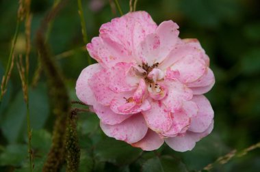 Sonbahar zaman bahçede