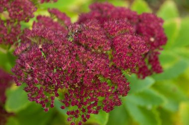 Sonbahar zaman bahçede