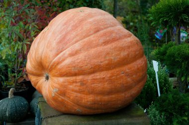 Sonbahar zaman bahçede