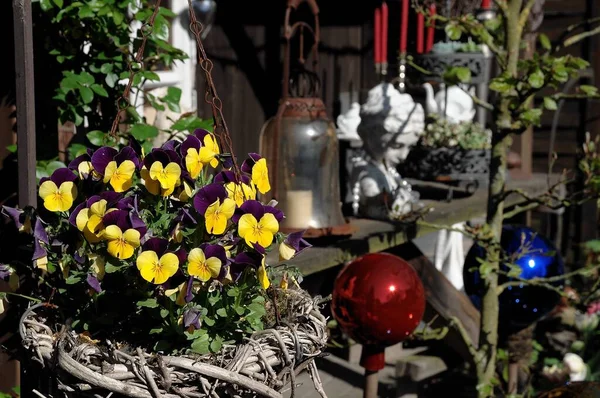 Flores Jardín Alemán Primavera —  Fotos de Stock