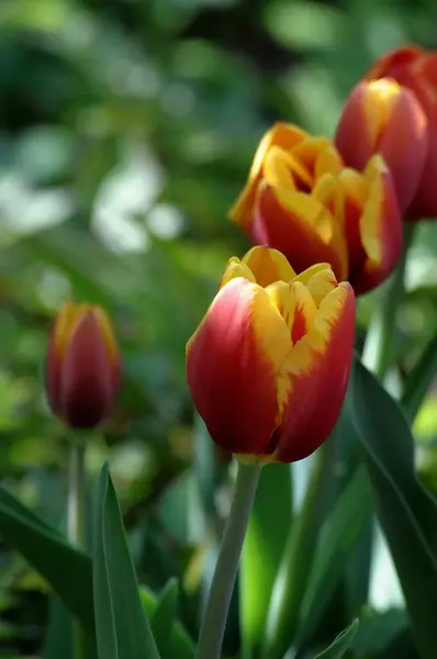 Flores Jardim Alemão Primavera — Fotografia de Stock