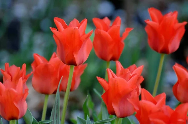 Flores Jardín Alemán Primavera — Foto de Stock
