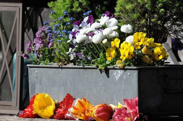 Květiny Německé Zahradě Jaře — Stock fotografie
