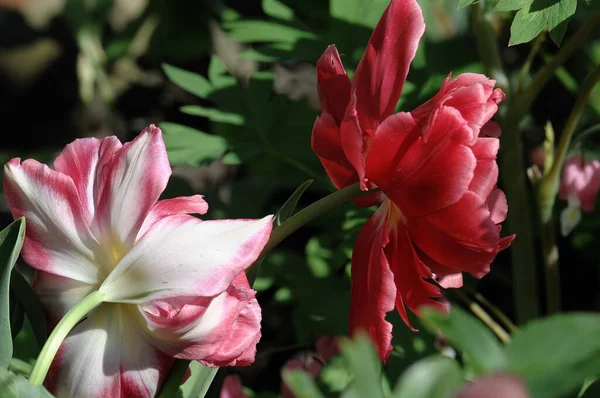 Kwiaty Niemieckim Ogrodzie Wiosnę — Zdjęcie stockowe