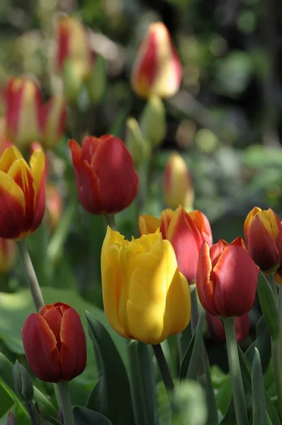 Цветы Немецком Саду Весной — стоковое фото