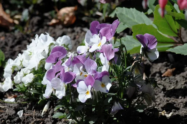 春にドイツ庭園で花を咲かせます — ストック写真
