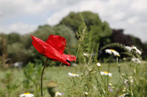 stock image flowers in a summer garden