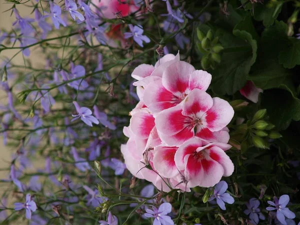 Flores Jardín Verano —  Fotos de Stock