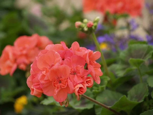 Květiny Letní Zahradě — Stock fotografie