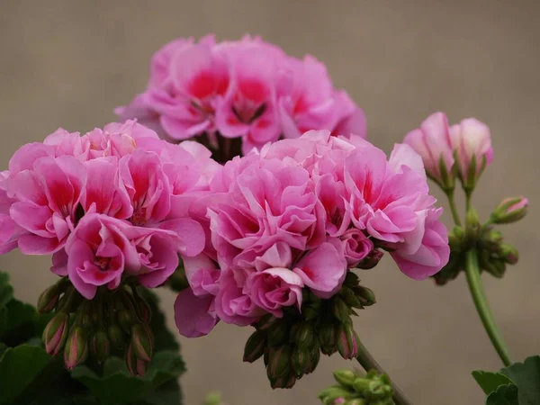 stock image flowers in a summer garden