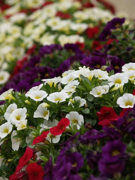 Kwiaty Ogrodzie Letnim — Zdjęcie stockowe