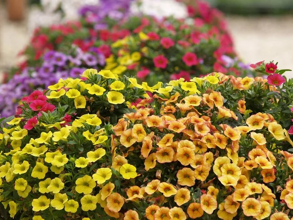 Flowers Summer Garden — Stock Photo, Image
