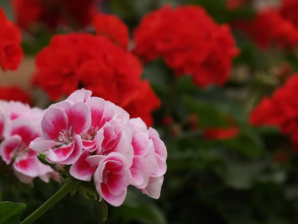 Flores Jardín Verano —  Fotos de Stock