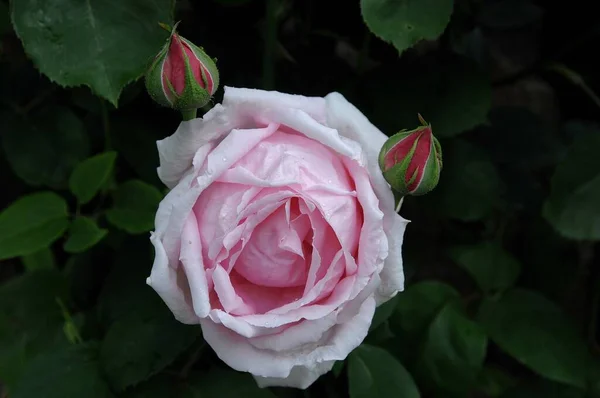 Růže Německé Zahradě — Stock fotografie