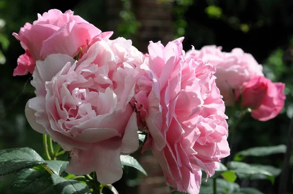Rosas Jardín Alemán — Foto de Stock