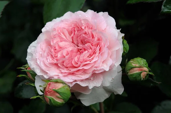 Rosen Einem Deutschen Garten — Stockfoto
