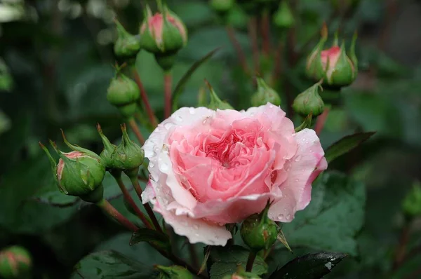 Mawar Sebuah Kebun Jerman — Stok Foto