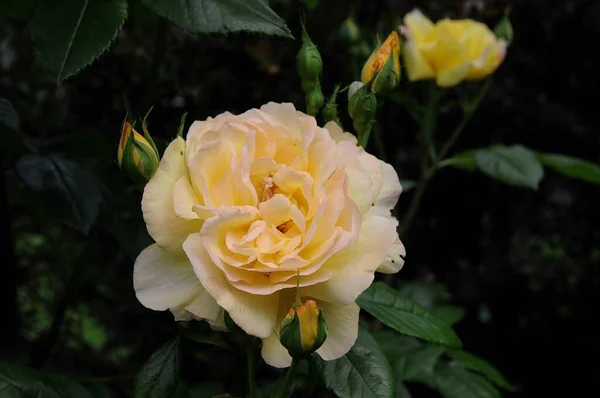 Rosas Jardín Alemán —  Fotos de Stock