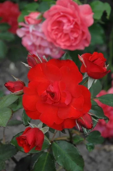 Roses German Garden — Stock Photo, Image