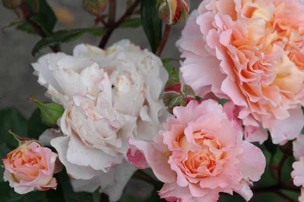 Rosas Jardim Alemão — Fotografia de Stock