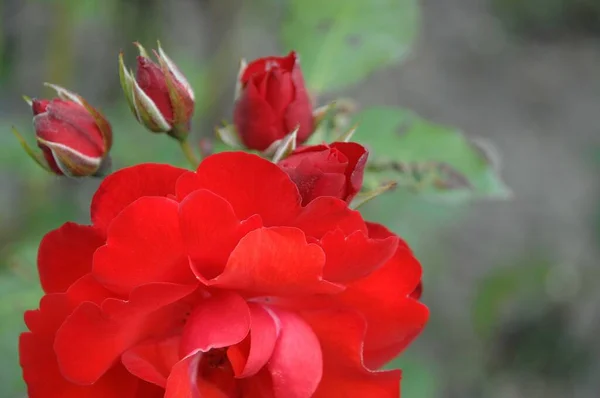 stock image roses in a german garden