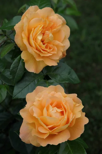 Róże Niemieckim Ogrodzie — Zdjęcie stockowe