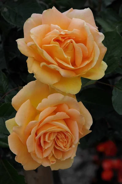 Rose Giardino Tedesco — Foto Stock