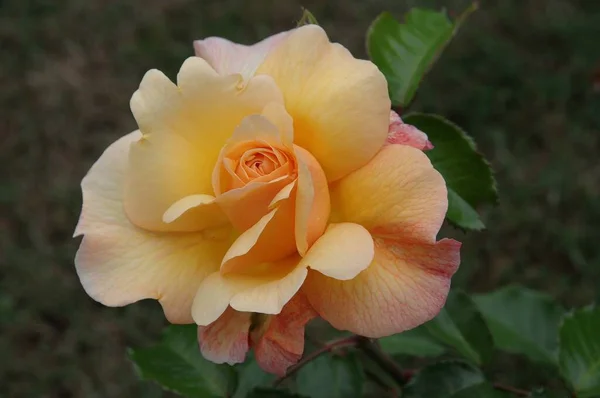 Τριαντάφυλλα Ένα Γερμανικό Κήπο — Φωτογραφία Αρχείου