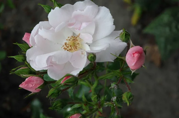 Mawar Sebuah Kebun Jerman — Stok Foto