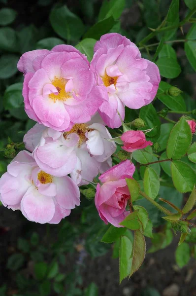 Rosas Jardim Alemão — Fotografia de Stock