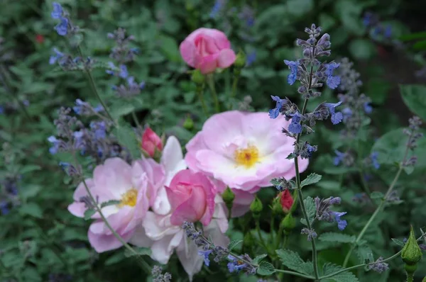 Alman Bahçesinde Güller — Stok fotoğraf