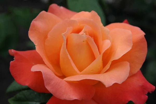 Rosen Einem Deutschen Garten — Stockfoto