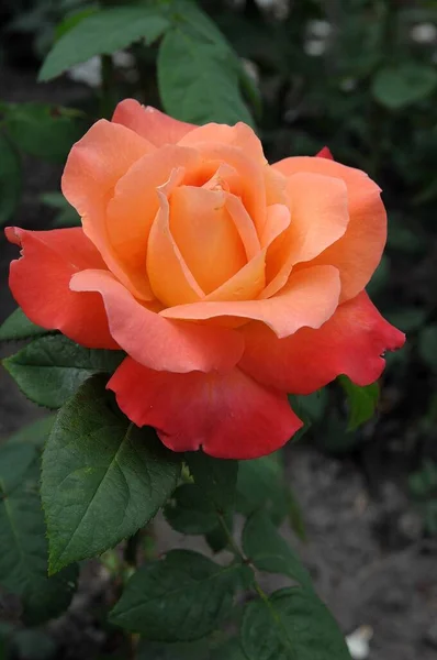 Троянди Німецькому Саду — стокове фото