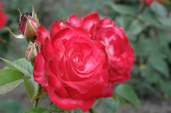 Roses Dans Jardin Allemand — Photo