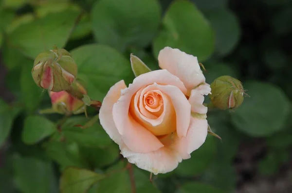 Roses German Garden — Stock Photo, Image
